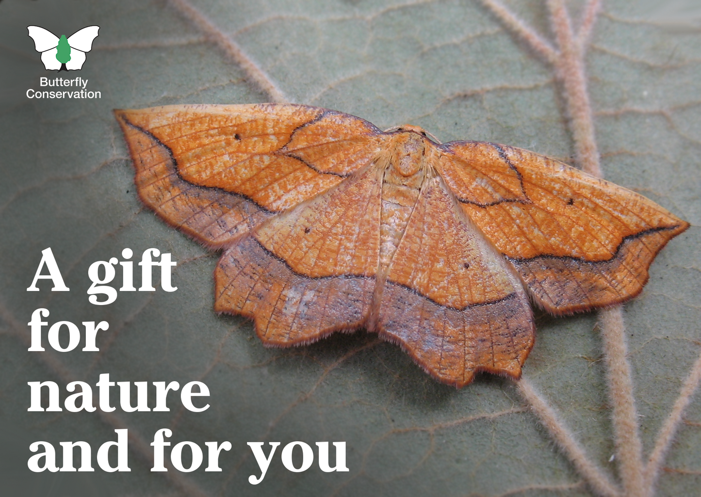 Donation in lieu of a Birthday Gift