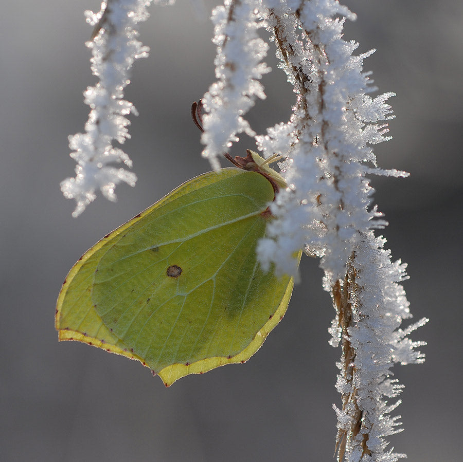 2024 Butterfly Conservation Calendar