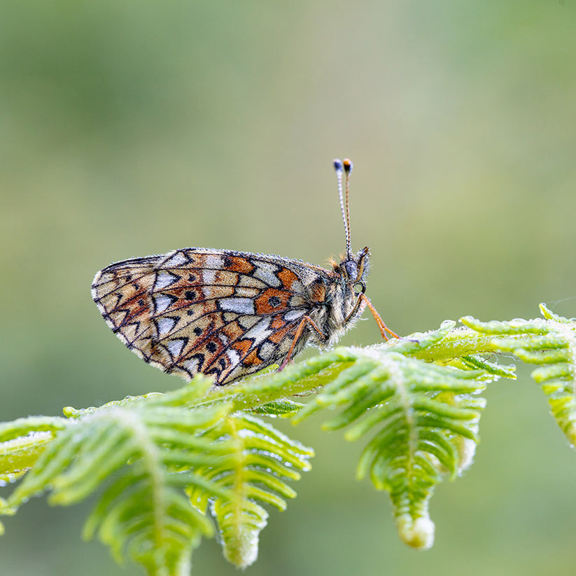 2024 Butterfly Conservation Calendar