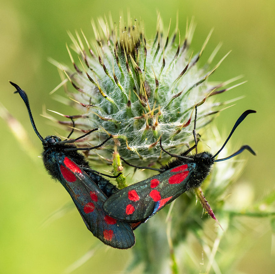 2024 Butterfly Conservation Calendar   Six Spot Burnet Moths 